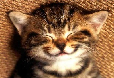 Les Chatons!!